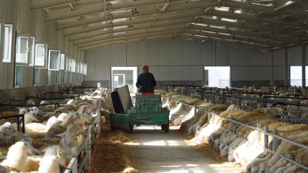 "参加培训后,我掌握了养羊的实用技术.