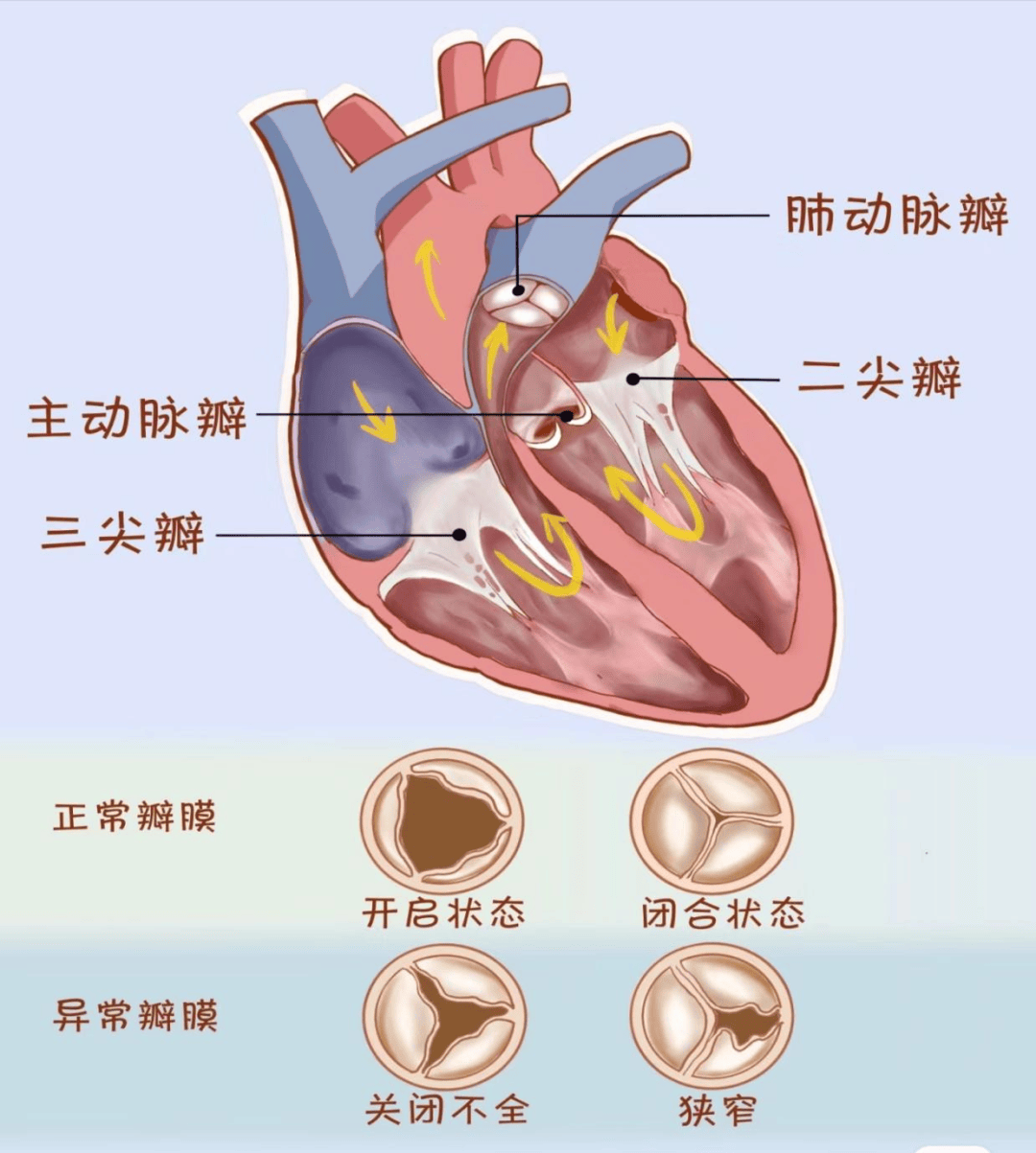 胸大肌皮瓣供血血管图片