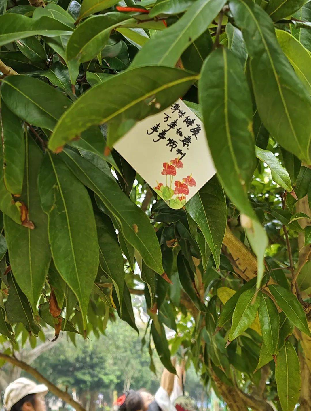 三年级植物杏花记录卡图片