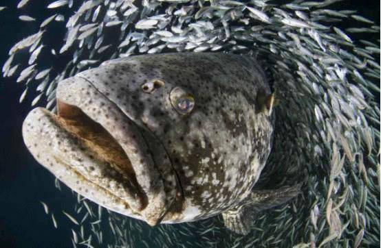 这种鱼有点凶残,能一口吞掉一条一米的鲨鱼!网友:太凶悍了!