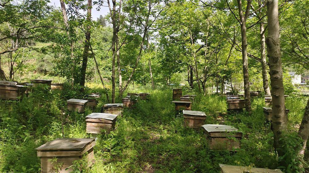 陕西旬阳市:靠山吃山 林下经济增绿富民_百合_李文明_加工