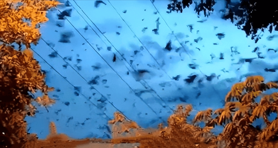 "病毒之王"蝙蝠会吸血吗?