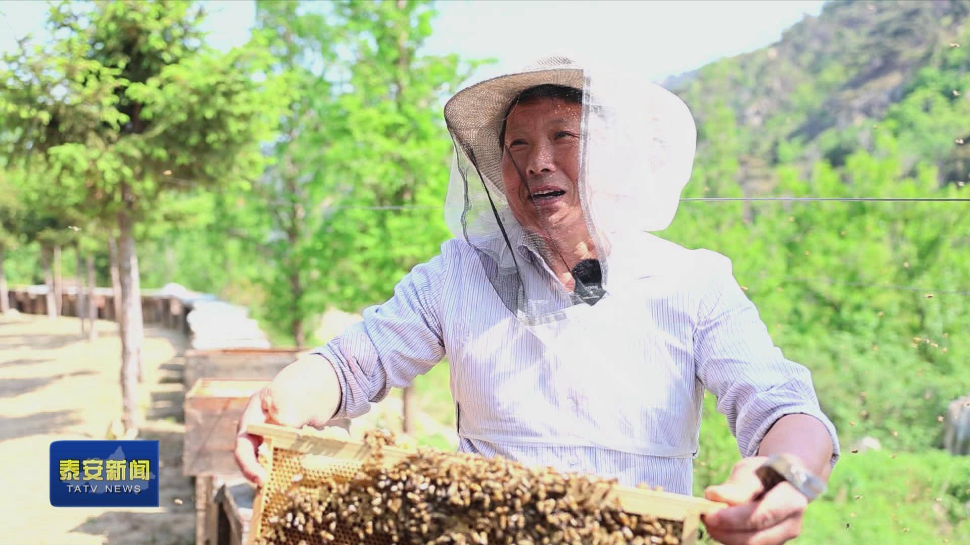 徂徕山养蜂人的"甜蜜"事业_张德_泰安市_张爱华