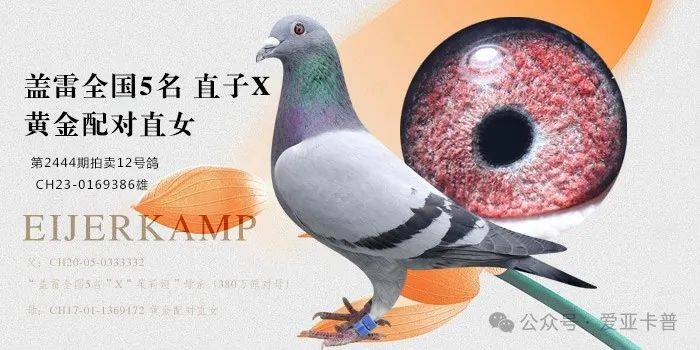 第2444期拍卖--12号鸽.