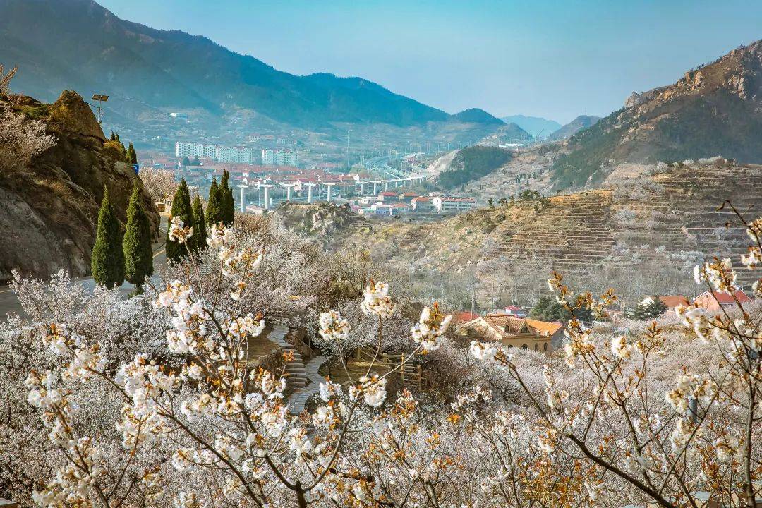 今年春天,北宅街道成功举办了第二届青岛樱桃花节,10天时间接待游客