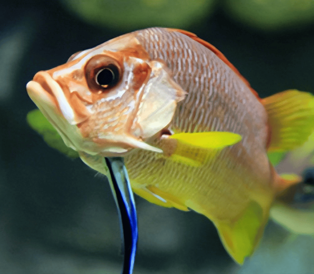 最胆大不要脸的鱼,搭顺风车蹭吃蹭喝蹭车,敢在鲨鱼嘴里抢饭吃?