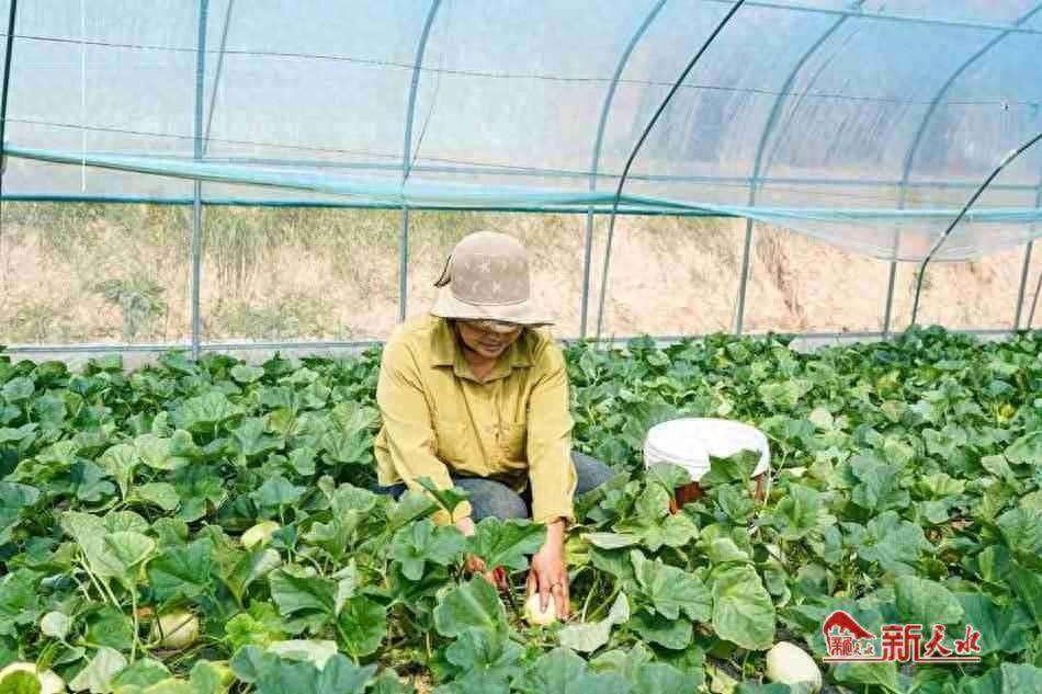 秦安县西川镇：大棚白脆瓜“上市早”“销得旺”_直播_品牌_销售