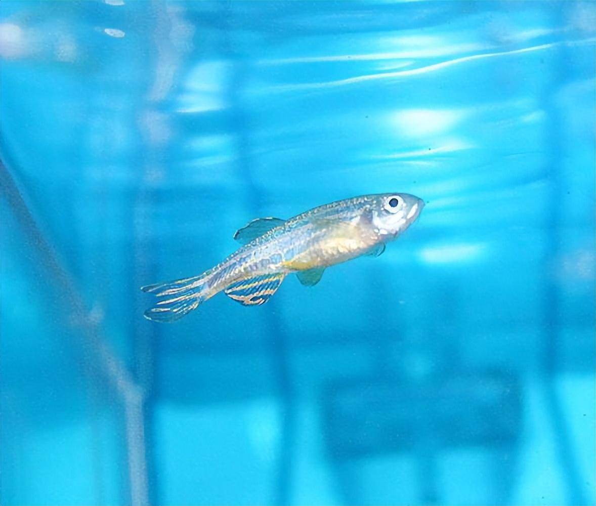 神舟十八号太空上养鱼,为何是斑马鱼?1条"小鱼"成研究产出第1