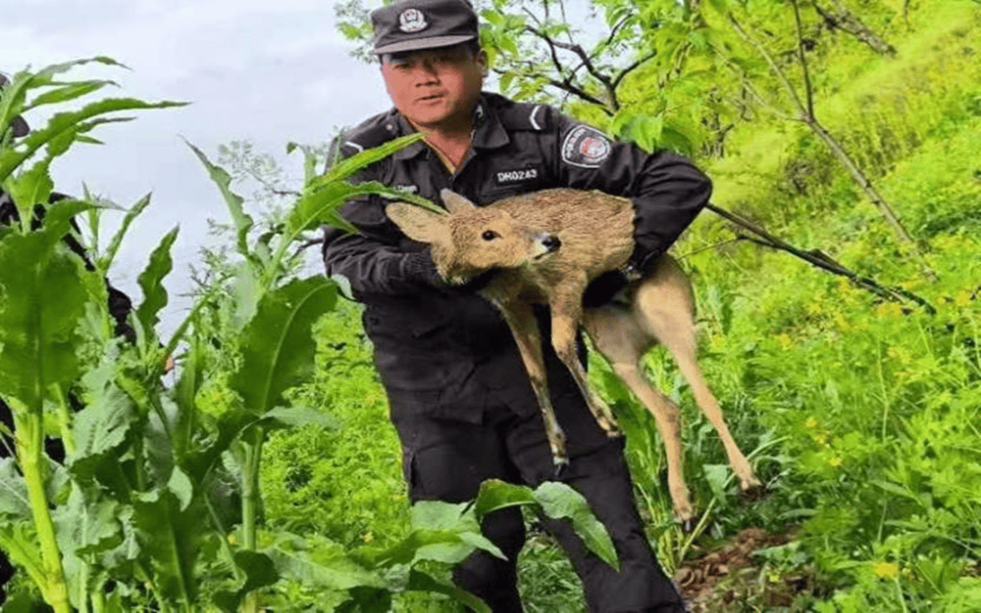 羊獐子二级保护图片