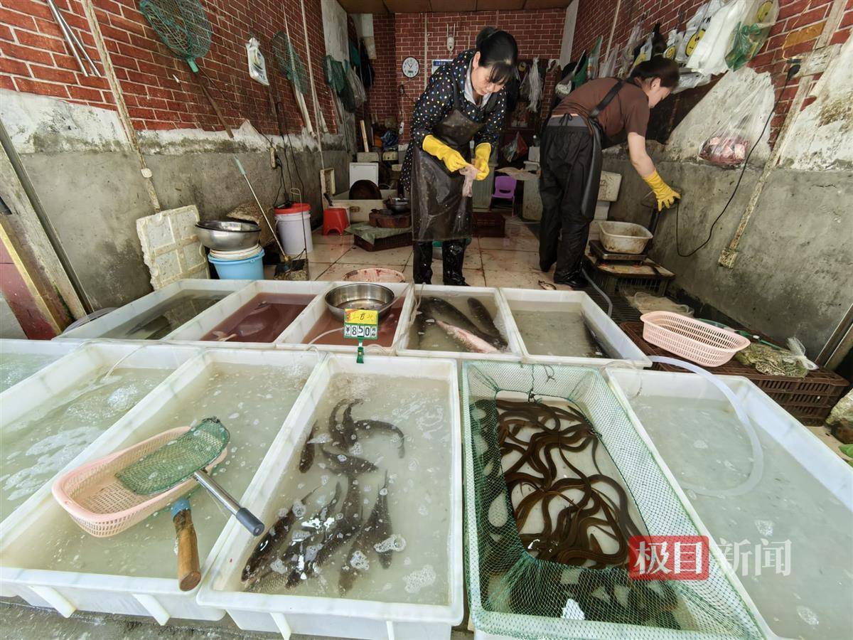 淡水鱼养殖季让供应量下降,武汉人接下来吃鱼可能要多花点钱了_价格