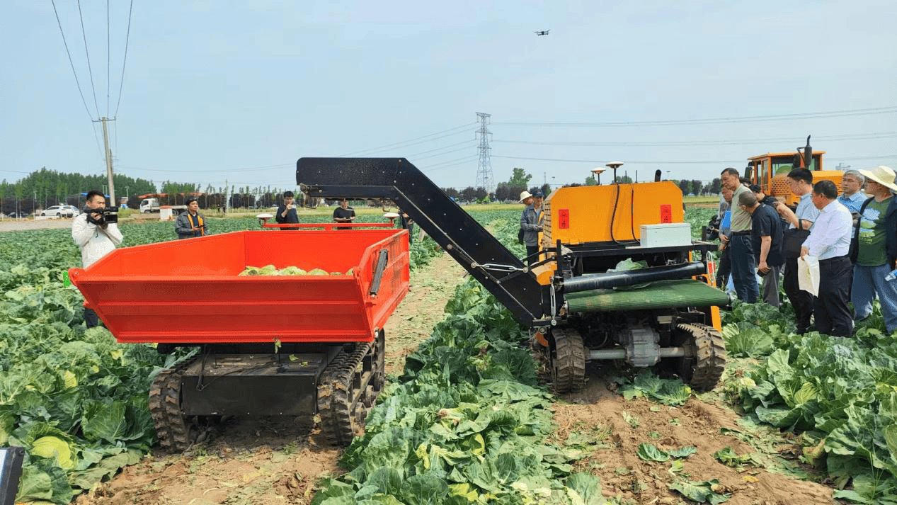 甘蓝种收机械化技术交流研讨会在河南获嘉举办_种植_生产_蔬菜