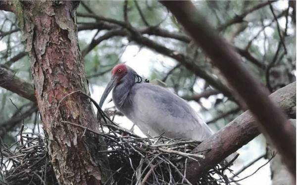 湖南省现朱鹮稳定野外种群_南山_片区_物种