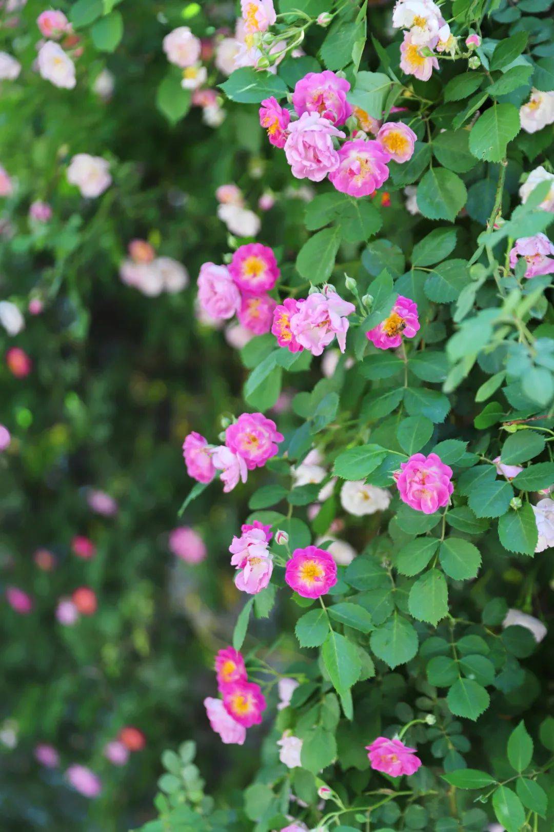 河北蔷薇花海迎来颜值巅峰,浪漫指数飙升!