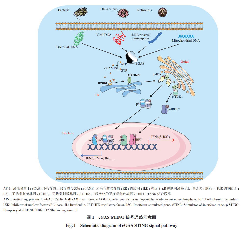 亮点文章 | 非洲猪瘟病毒拮抗宿主cgas-sting信号通路的研究进展