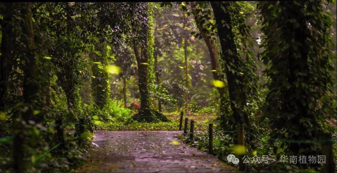 华南植物园“萤火虫季”开启 观萤攻略来了