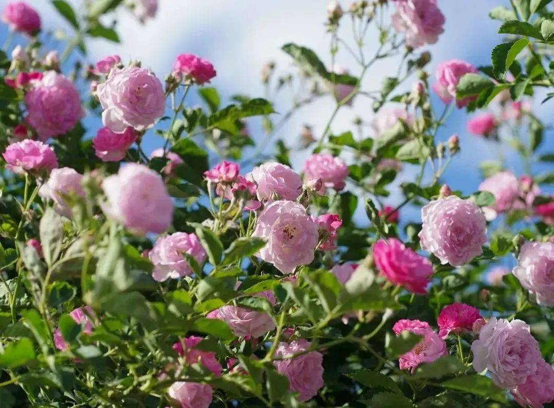 视频 图文带你先睹为快——_修剪_藤本_月季花