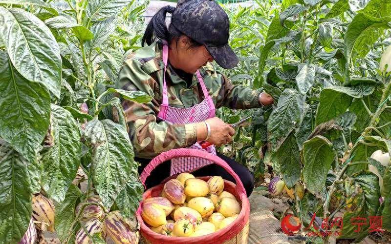 宁夏同心县下马关镇:设施农业让旱塬变果蔬园