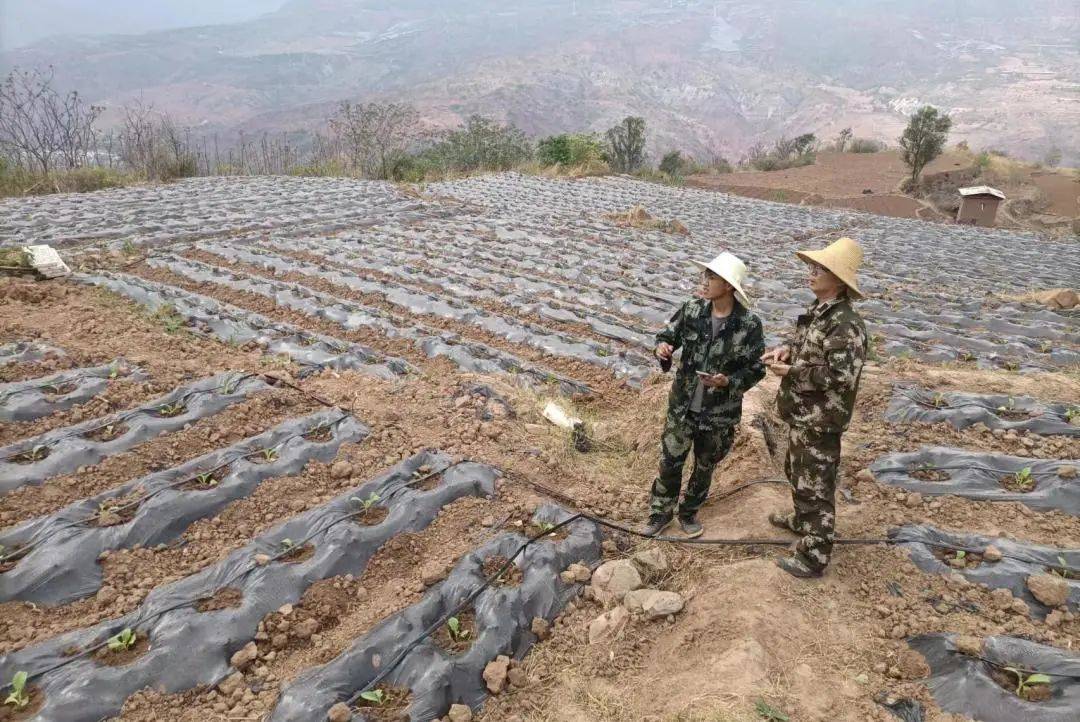 峨山大龙潭乡:干群协力抓移栽