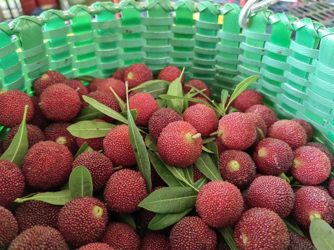 白沙杨梅陆续成熟采摘啦!