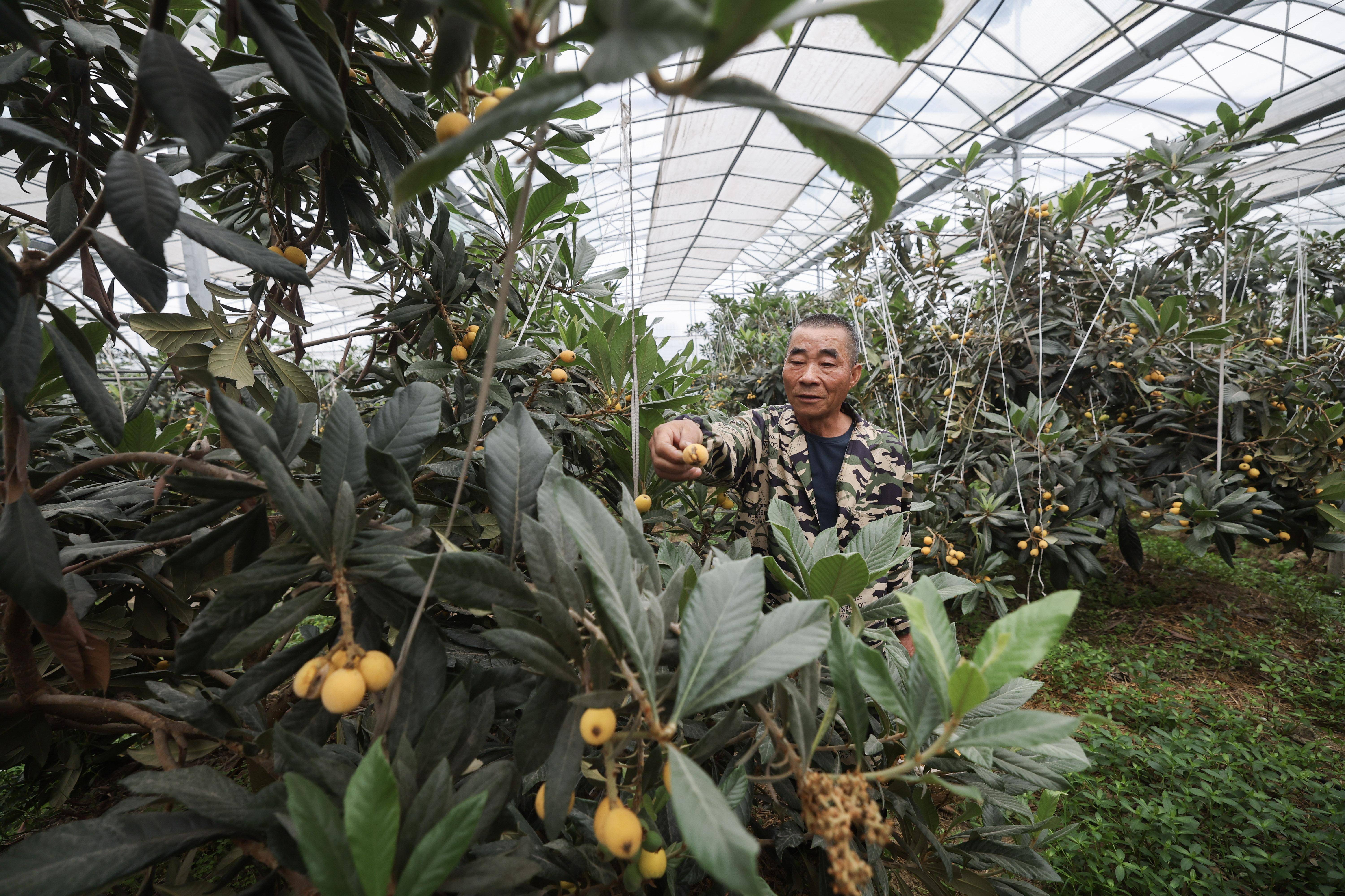塘栖镇塘北村的枇杷标准化种植基地的大棚内,种植户在采摘成熟的枇杷