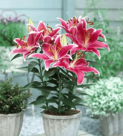 (百合花的养殖方法和注意事项)