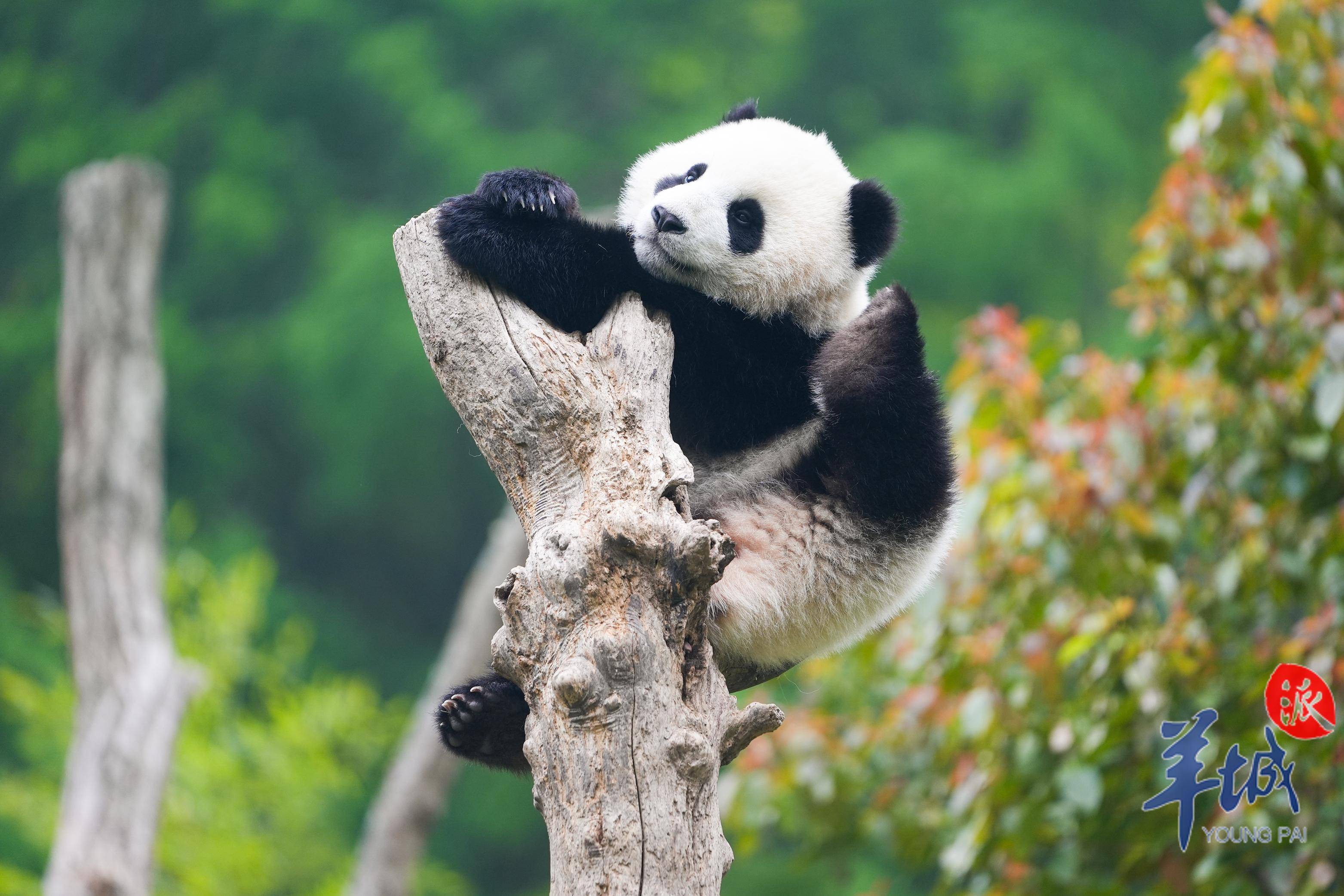 相·见|四川熊猫的大湾区情缘