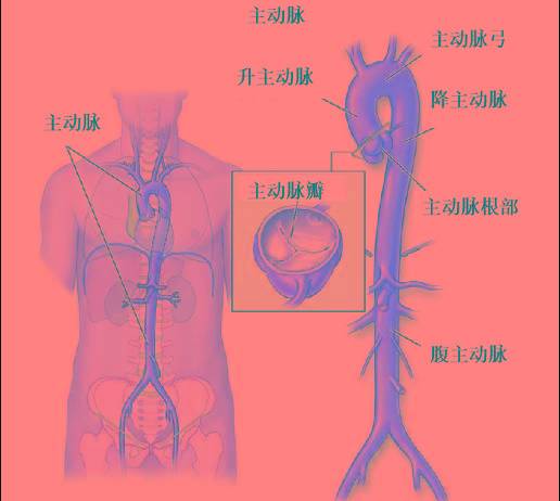 主动脉窦图片图片