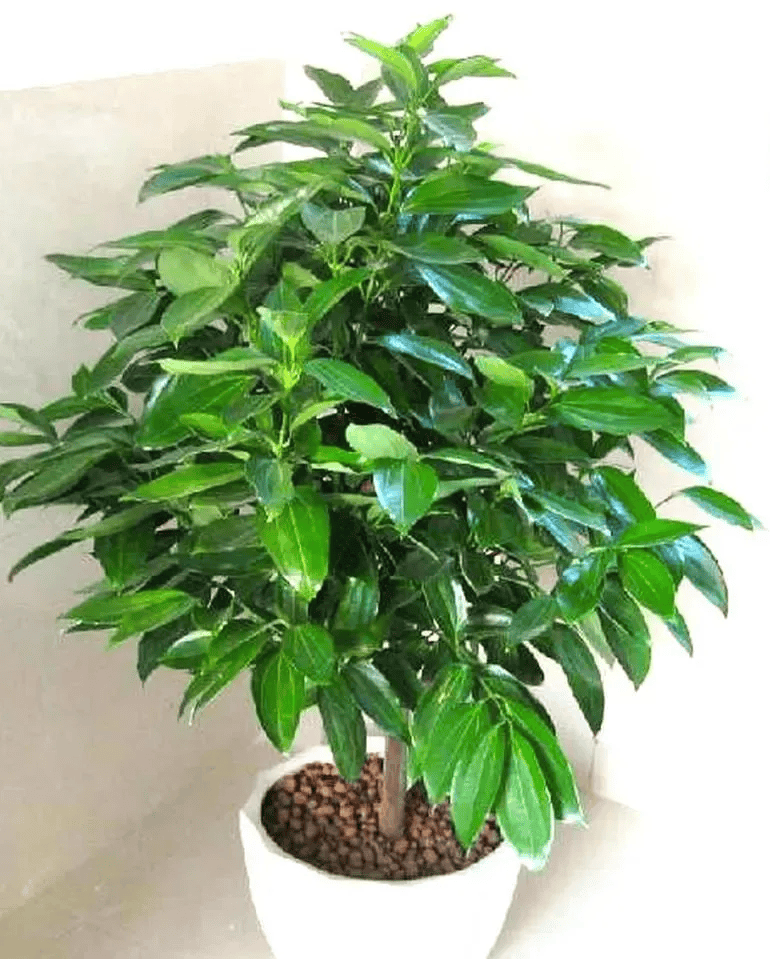平安树是一种非常受欢迎的盆栽植物,其叶片四季翠绿,树冠高大,能净化