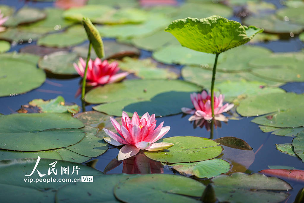 江苏南京:初夏睡莲绽放