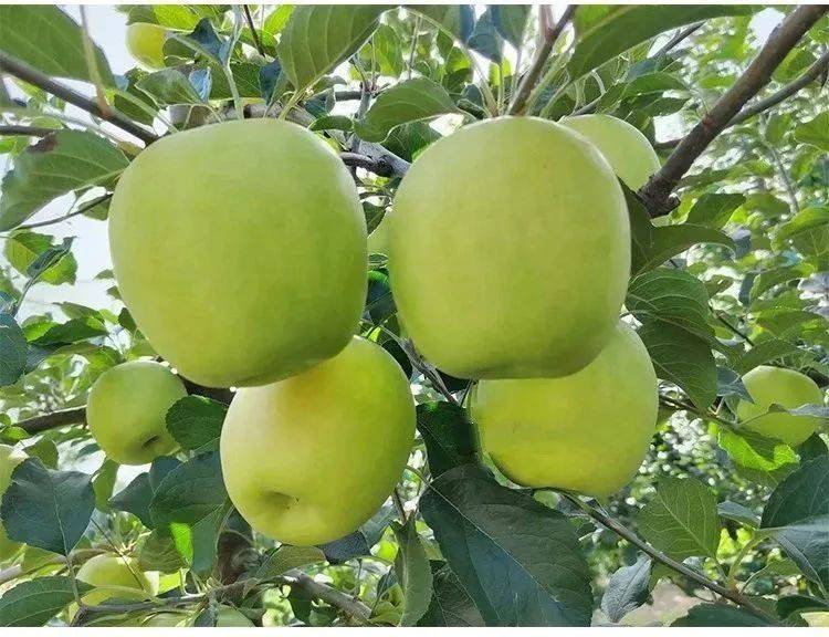 华圣矮砧苹果大苗即将售罄,错过耽误一年!_品种_选育_丰产