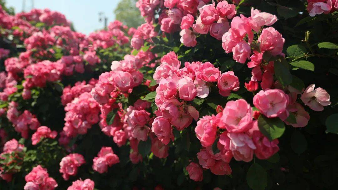 超美的蔷薇花墙,盛花期就是现在!