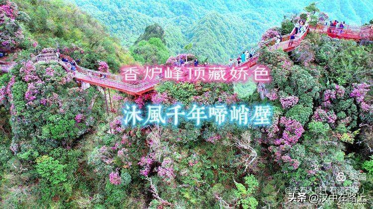 多年前光雾山景区在密林里开凿山路,在悬崖峭壁上修起栈道,后来又架设