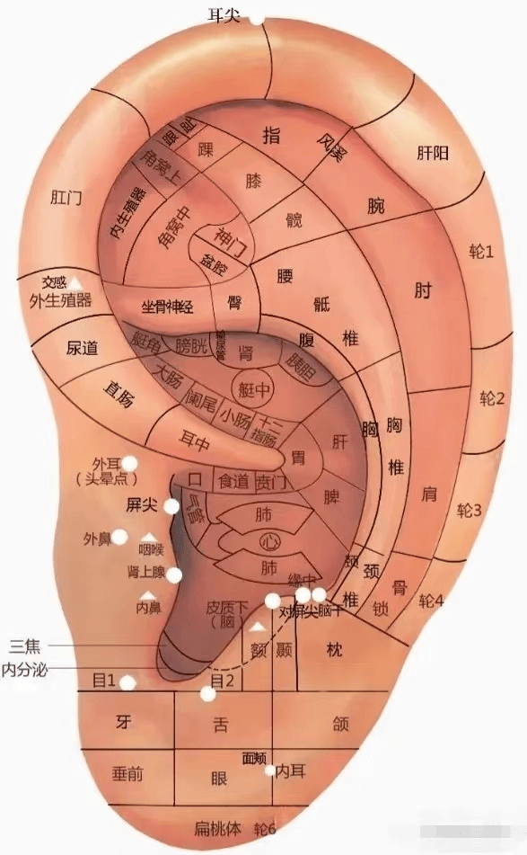 眼睛反射区图解大全图片