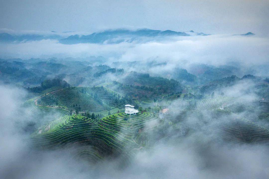 三门县展团展位号:3c-6002三门县茶叶种植面积1.