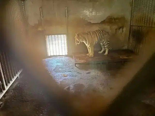 野生动物园被曝20只东北虎死亡