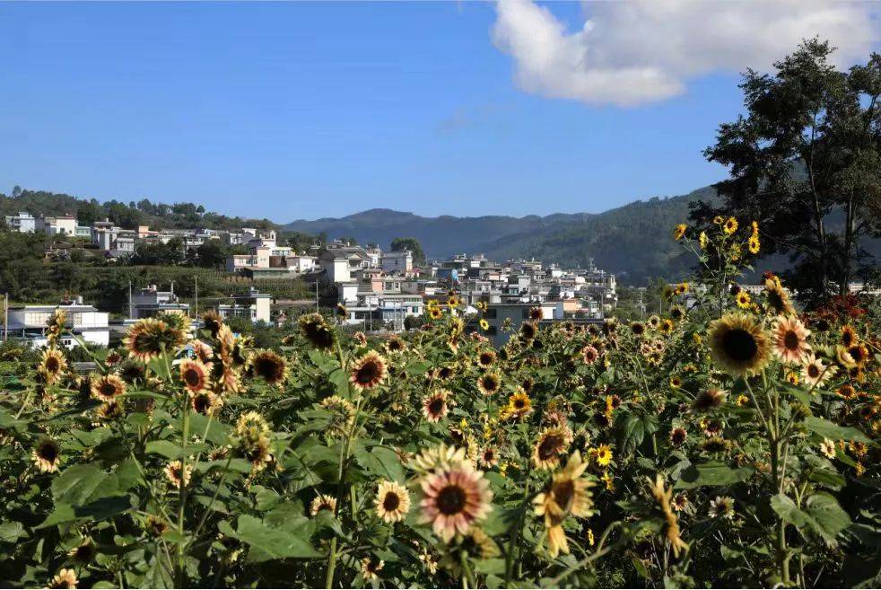 建设生态文明排头兵|临翔:厚植高质量发展绿色底色