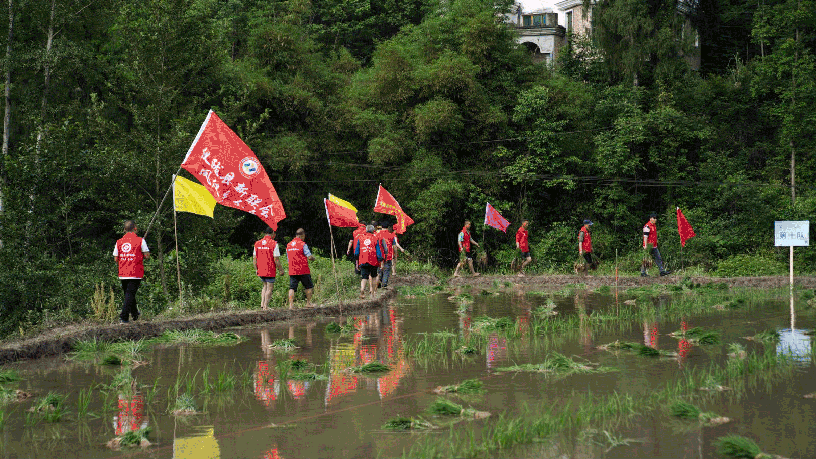 凤仪乡插秧技能比赛好热闹!