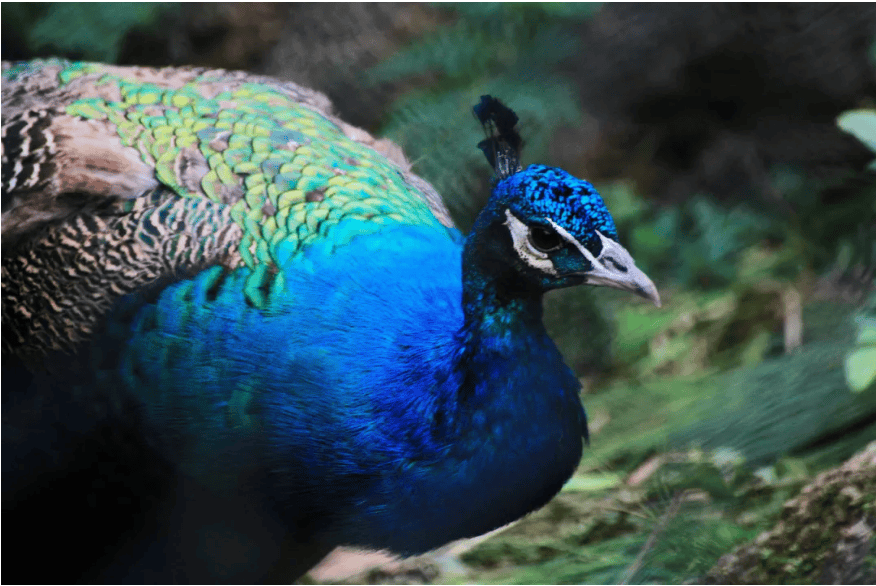 5.19中国旅游日——与您探秘"国宝华南虎的故乡"·梅花山