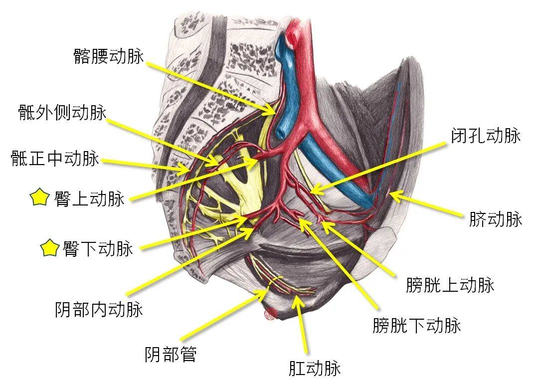 图(9):臀上动脉和臀下动脉(左面观示意图)↑↑↑图(10):臀上动脉和臀