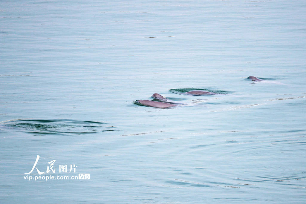 湖北宜昌:长江江豚逐浪嬉戏