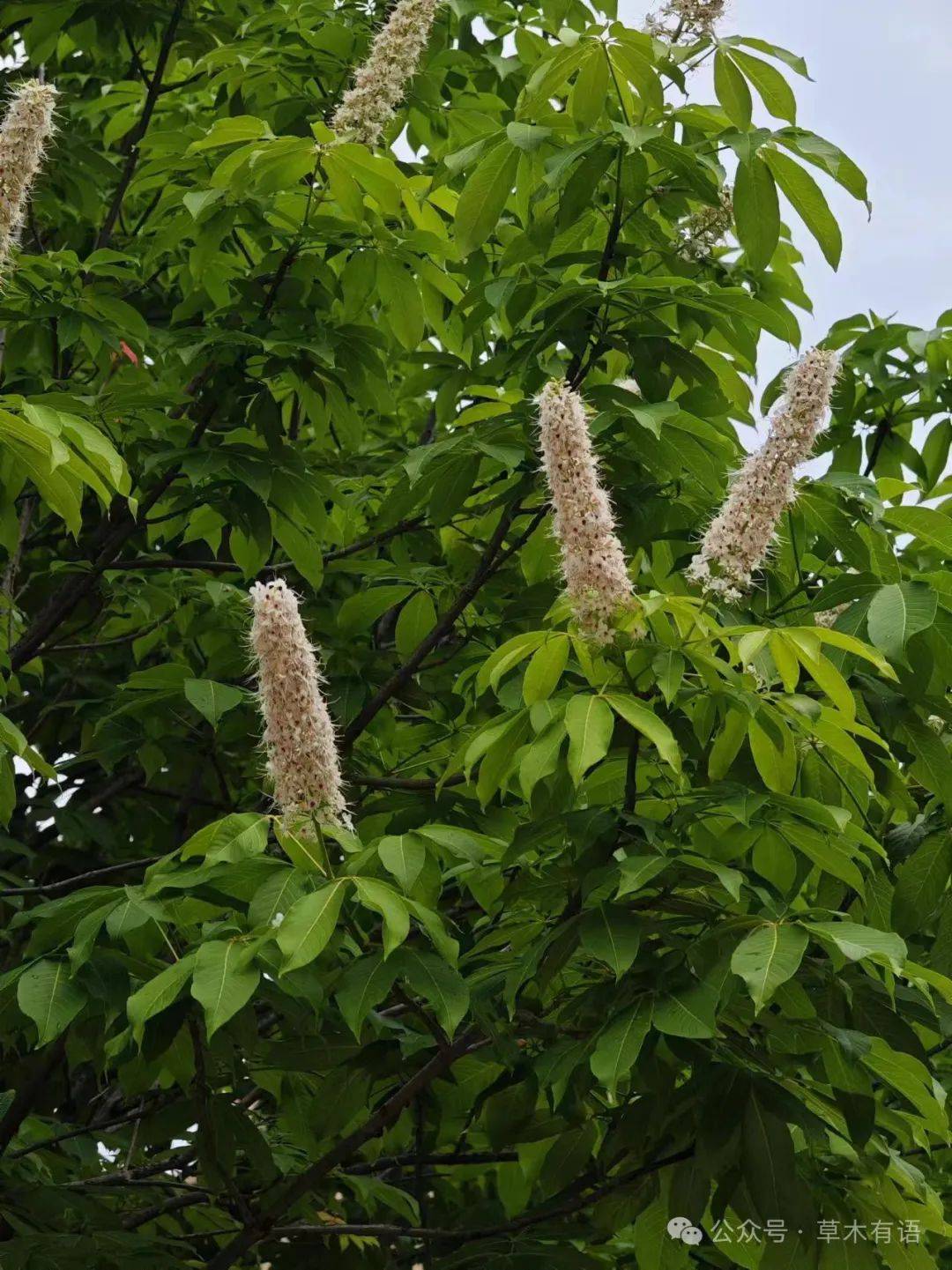 七叶植物有哪些照片图片