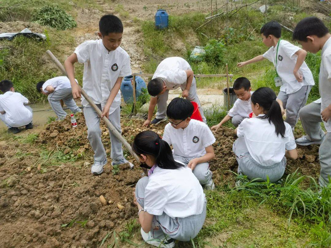 实验小学组织学生开展劳动收获体验