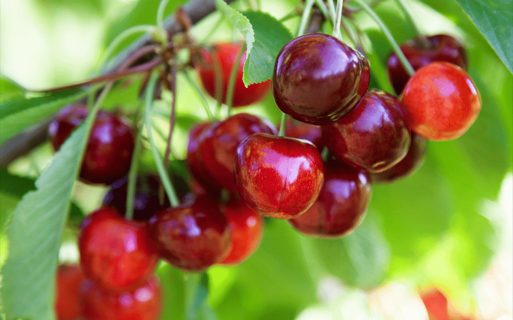 带上这份攻略,让你在赞皇实现"樱桃自由"!