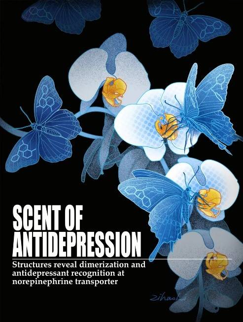 蝴蝶兰象征 net 同源二聚体,白色花瓣暗指 net单体.