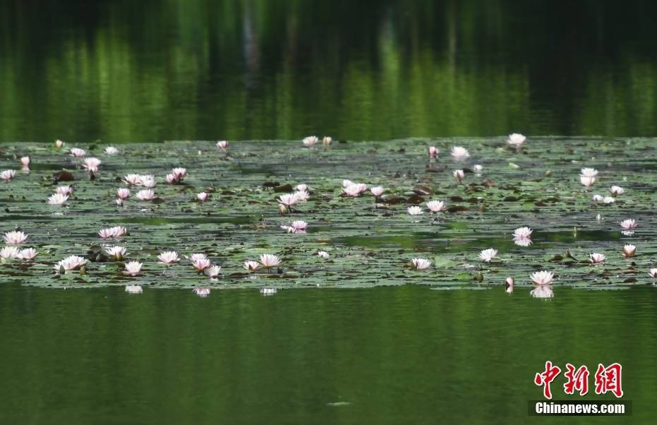 杭州西湖：多彩睡莲盛放