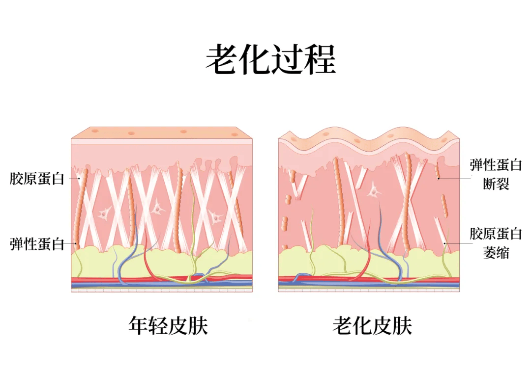 很多人不知道的抗衰新方法