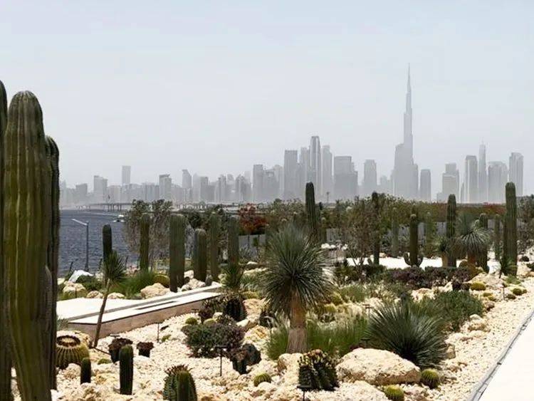   备注打卡！迪拜的这个免费仙人掌公园值得一游。