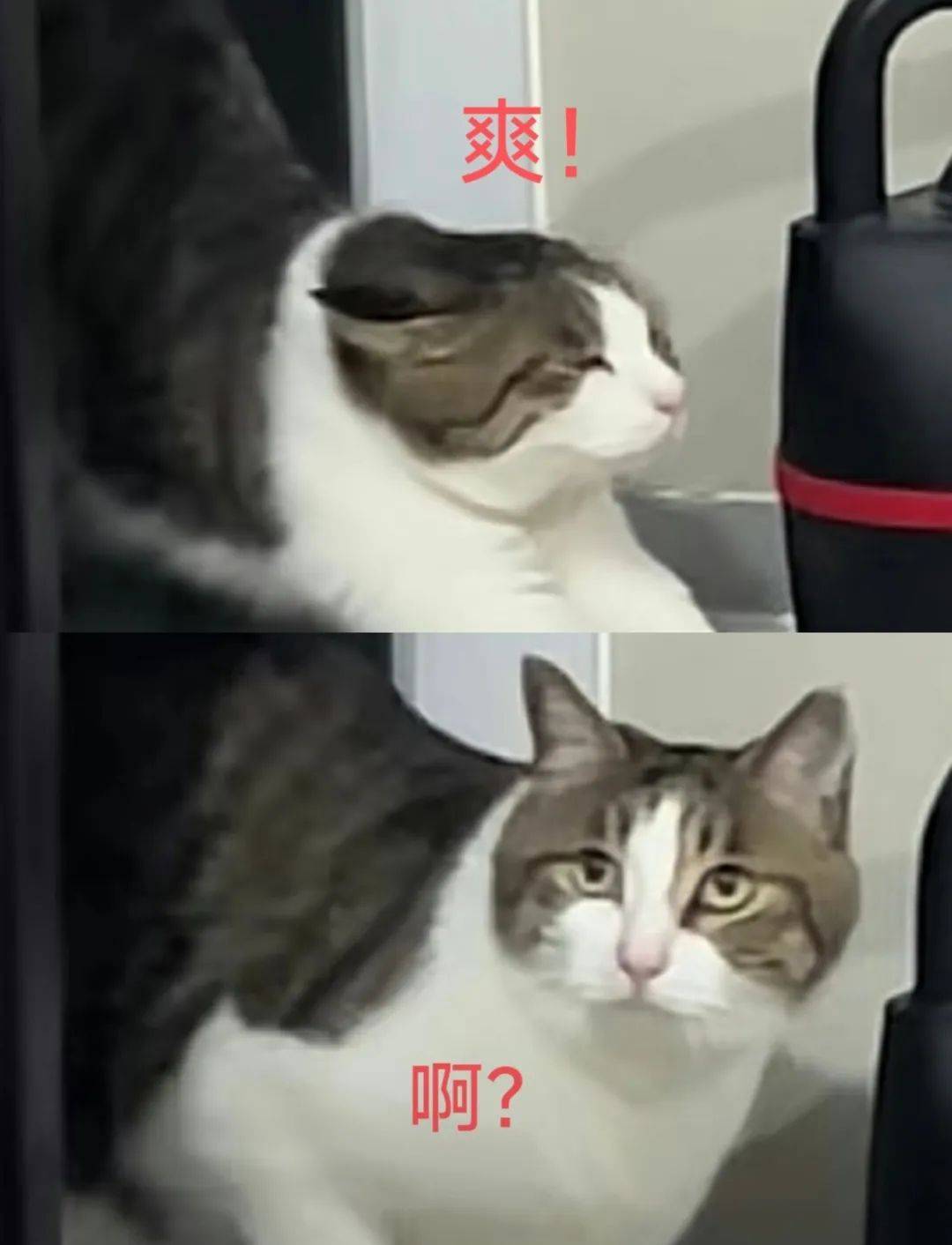 当社恐小猫察觉到家里有陌生人时