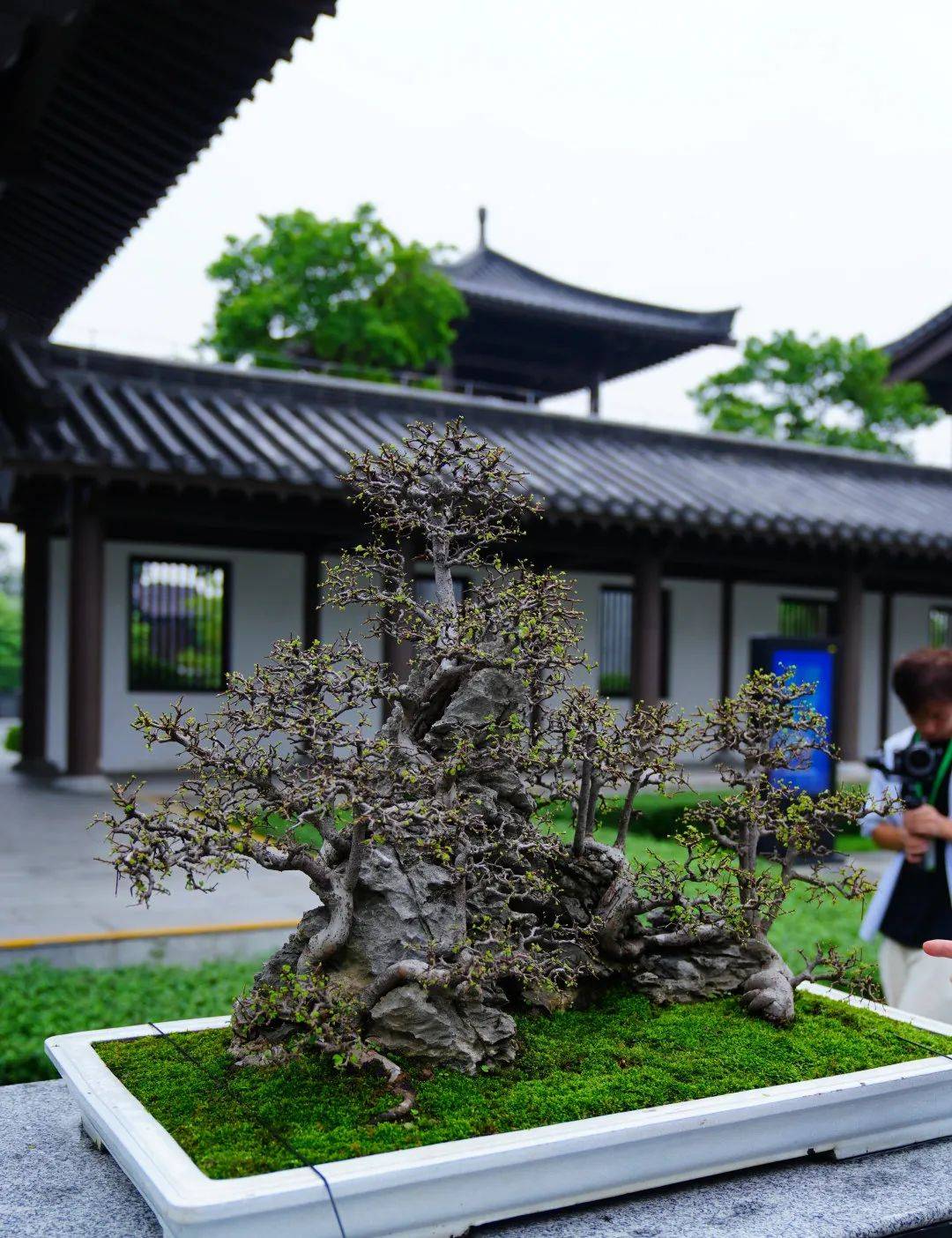 此外,《粤华满枝头——岭南盆景艺术精品展》收官在即,5月19日就是