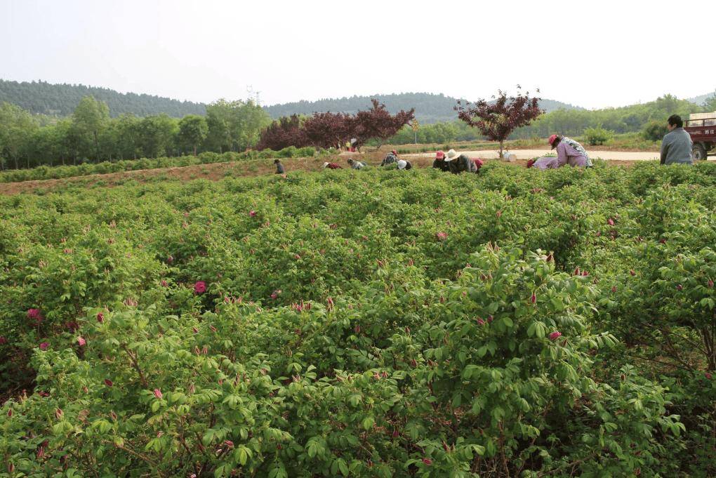 山东平阴玫瑰花正值产新